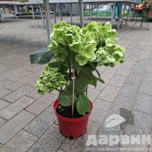 Гортензия крупнолистная Шнеебол v3 Tim 