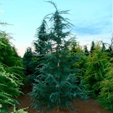 Кедр гималайский Карл Фаш 80-100 cm cont. 4,0L Mt по цене  Кедр гималайский Карл Фаш 80-100 cm cont. 4,0L Mt