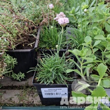 Армерия p9 Push 