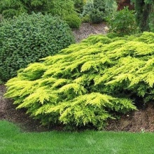 Можжевельник средний Даубс Фростед v2 Lav по цене  Можжевельник средний Даубс Фростед v2 Lav