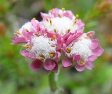 Кошачья лапка p9 Push 