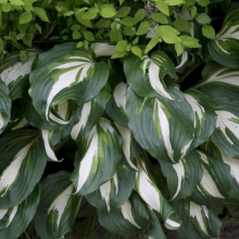 Хоста Найт Бефор Кристмас v2 Tim 