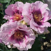 Роза корнесобственная шраб Ангел Айз v5 Tim 