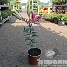 Лилия махровая в ассортименте С2 ЦО 