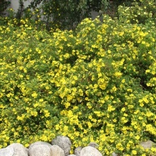 Лапчатка кустарниковая Голдтеппич P19 р25-30 Tw 