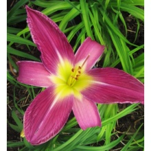 Лилейник Лавендер Диал v2 Tim 