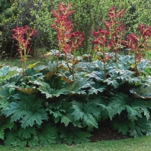 Ревень дланевидный тангутский v2 Tim 