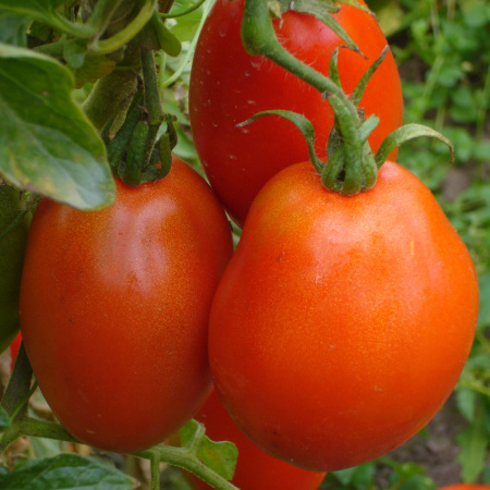 Семена томат Боец Сиб.сад 