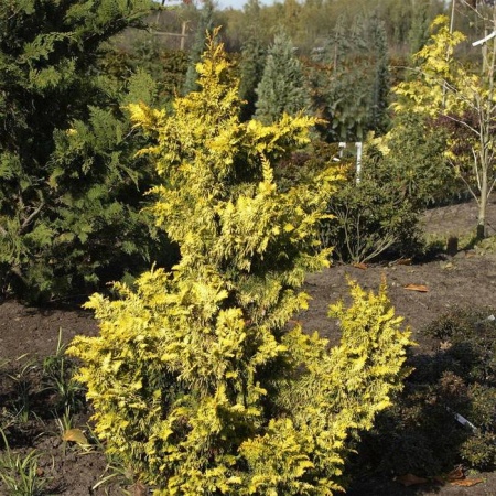 Растение кипарисовик тупой Тетрагона аурея 60-70см 