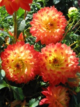 Клубень НВМ Георгина Декоративная Процион (II) 1шт 