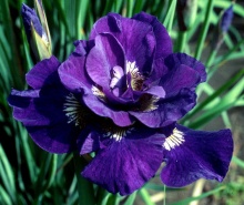 Корневище Ирис Сиберика Каблю, 1шт/уп 