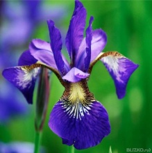 Ирис сибирский Сезар Бразе v2 Tim 