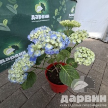 Гортензия крупнолистная Боденсе Блю v3 Tim 