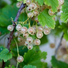 Смородина белая Баяна С2 20-40 ЦО 