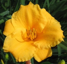 Лилейник Старлинг С2 