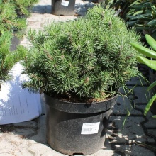 Сосна горная Офир Р26 25-30см по цене  Сосна горная Офир Р26 25-30см