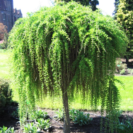 Растение лиственница европейская Репенс C3, 40-60 Bor 