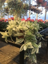 Традесканция вариегата d23 Tim 