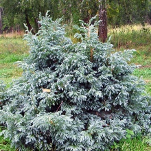 Кипарисовик горохоплодный Булевард v2 Lav по цене  Кипарисовик горохоплодный Булевард v2 Lav