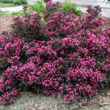 Вейгела гибридный Nana Purpurea C2 BL 2017 