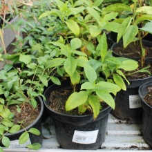 Флокс в асс. v1,5-2 