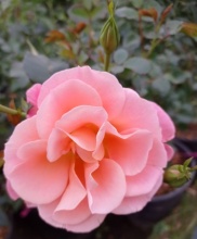 Я_Роза корнесобственная шраб Кубана v5 Tim 