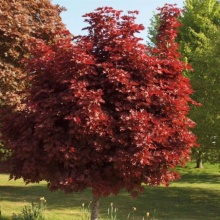 Клен остролистный Кримсон Сентри c7 h210 BL 