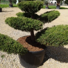 Можжевельник китайский Куривао Голд v25 100-125 БОНСАЙ 