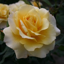 Роза чайно-гибридная Санни Скай с5, Tim 