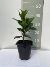 Аукуба японская v2 Lav 