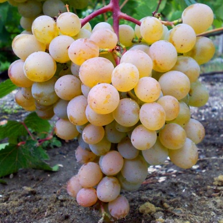 Растение виноград плодовый Мускат Голодриги, розовый 2-х летка 