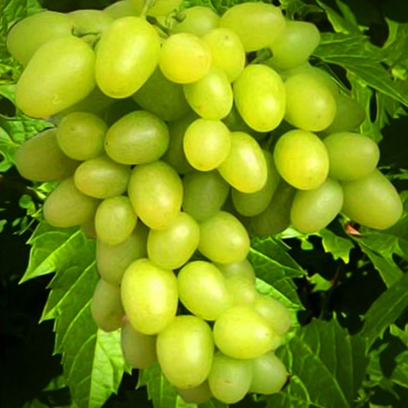 Растение виноград плодовый Аркадия, желтый 2-х летка 