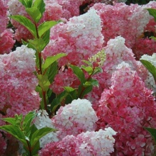 Гортензия метельчатая Vanilla Fraise C3 BL 2017 
