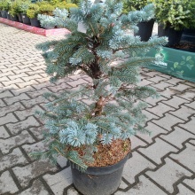 Пихта горная Волбек v7,5 по цене  Пихта горная Волбек v7,5