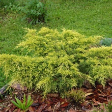 Можжевельник горизонтальный Лаймглоу v2 Lav по цене  Можжевельник горизонтальный Лаймглоу v2 Lav