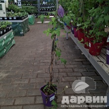 Клематис Виолет Лампион v2 CL 