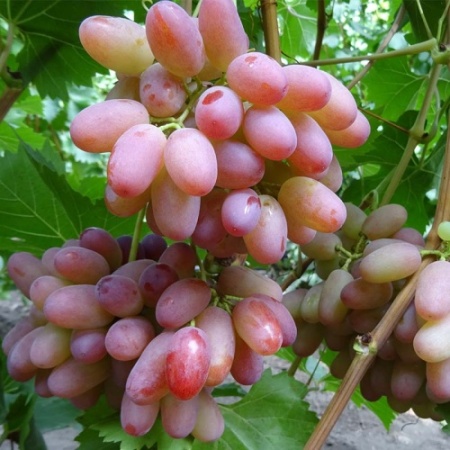 Виноград плодовый Танюша розовый в коробке ЦО 
