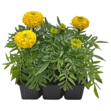 Бархатцы (Тагетес) отклоненные кассета 10 шт ХР 