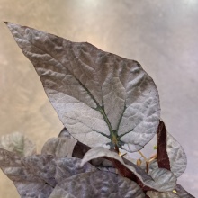 Бегония Рекс Артик Бриз d12 ХР 