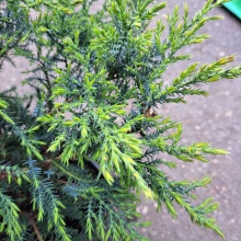 Можжевельник средний Пфитцериана Компакта v2 Lav 