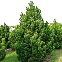 Растение сосна горная Columnaris C7.5szcz. BL 2017 по цене  Растение сосна горная Columnaris C7.5szcz. BL 2017