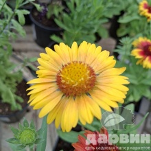 Гайлардия v1,5 Push 