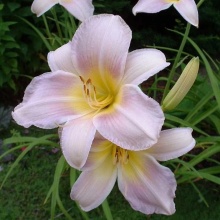 Лилейник Кинг Джорж v2 Tim 