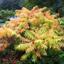 Сумах пушистый Тайгер Ай С5, 40-60см 