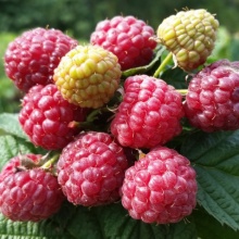 Я_Малина Королевский пингвин, красная v2 Tim 