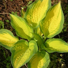 Хоста Орандж Мармеладе Tim 