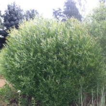 Ива ломкая ф.шаровидная Н100-125 С3 Tum 