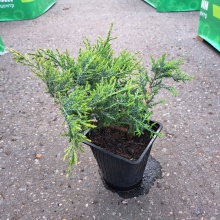 Можжевельник средний Пфитцериана Компакта v2 Lav 