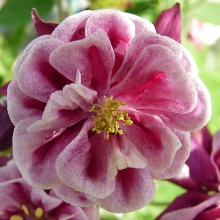 Корневище НВМ Водосбор Дабл Рэд (I) 1шт 