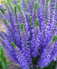 Корневище Вероника Блю Эксплоужен, 1шт/уп 